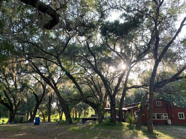 Acreage with mature oaks outside city limits